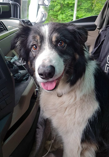 Banjo
